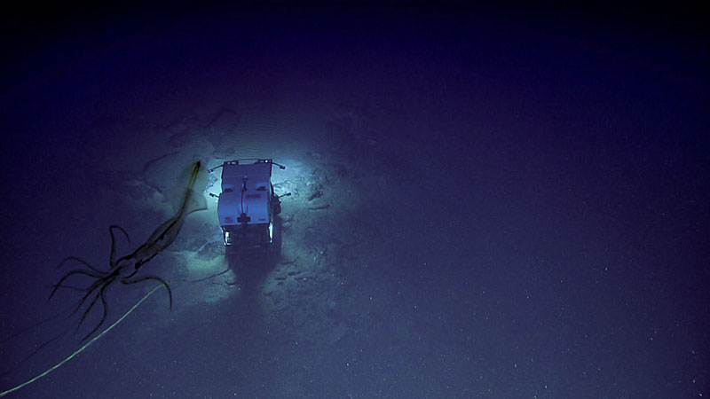 A deep-sea squid was imaged by Seirios as it watches remotely operated vehicle Deep Discoverer climb the face of the scarp feature during Dive 08 of Windows to the Deep 2019.