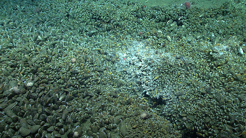 Although no active gas bubbling was observed during Dive 19, the dense patches of live Bathymodiolus childressi mussels and associated bacterial mats are indicators of fluid seepage. Such ecosystems rely on methane or hydrogen sulfide produced during the bacterial breakdown of methane for their metabolic processes, meaning that an active methane system must be present below the seafloor. Red laser dots are separated by 10 centimeters (3.94 inches).