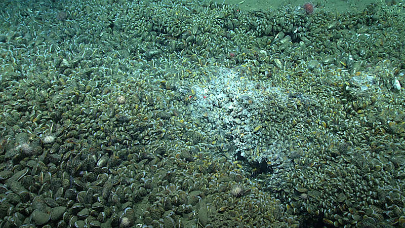 Although no active gas bubbling was observed during Dive 19, the dense patches of live Bathymodiolus childressi mussels and associated bacterial mats are indicators of fluid seepage.  Such ecosystems rely on methane or hydrogen sulfide produced during the bacterial breakdown of methane for their metabolic processes, meaning that an active methane system must be present below the seafloor.  Red laser dots are separated by 10 centimeters (3.94 inches).