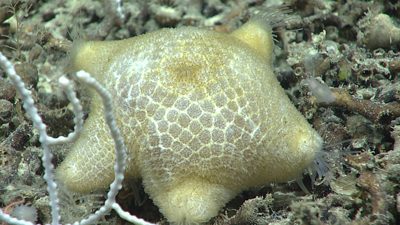 Slime star in the genus Pteraster.