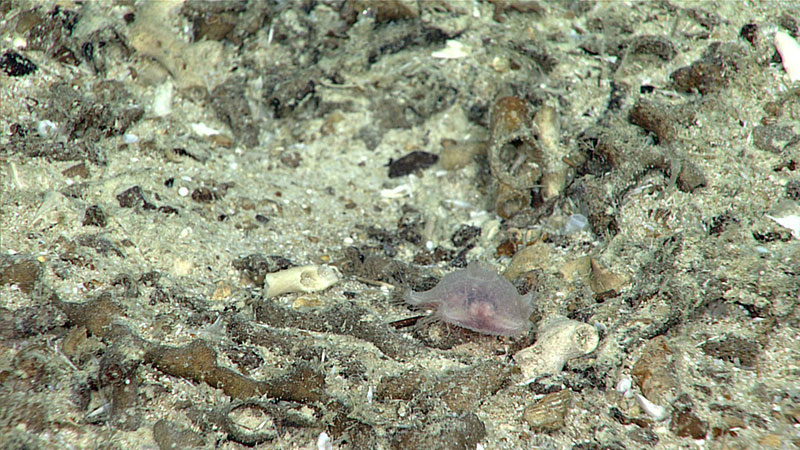 A transparent sea star, likely in the genus Hymenaster.