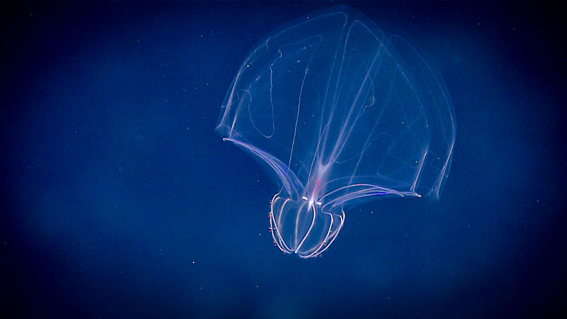 A lobate ctenophore found during midwater exploration on the Windows to the Deep 2019 expedition. So little is known about these deepwater gelatinous organisms that every sample we collect helps to further characterize the species and its taxonomy.