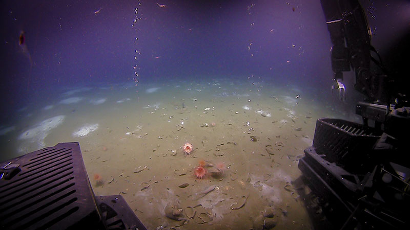 Two bubble streams emanating from relatively bare seafloor and framed by D2 during the Bodie Island seeps dive. Note patchy distribution of white Beggiatoa bacterial mats in the background and Bathymodiolus shell debris and live mussels in the foreground, along with anemones.