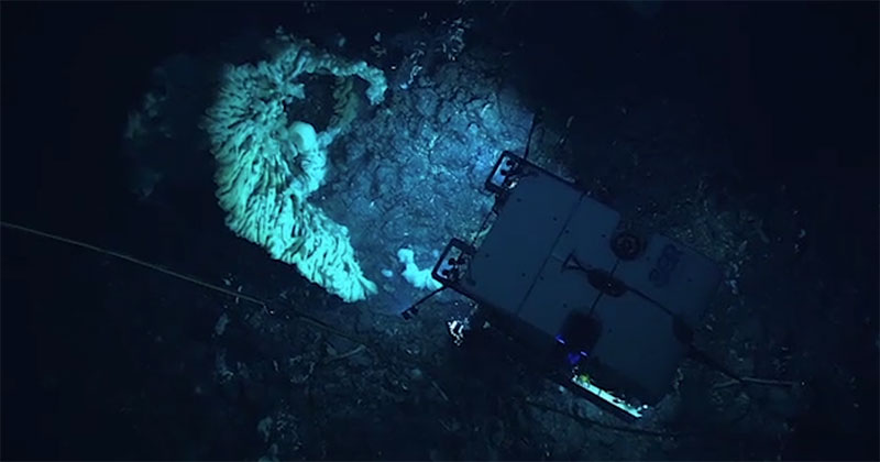 This sponge is the largest sponge documented to date, close to 3.7 meters (12 feet long) and 2.1 meters (7 feet) wide, comparable in size to a minivan.
