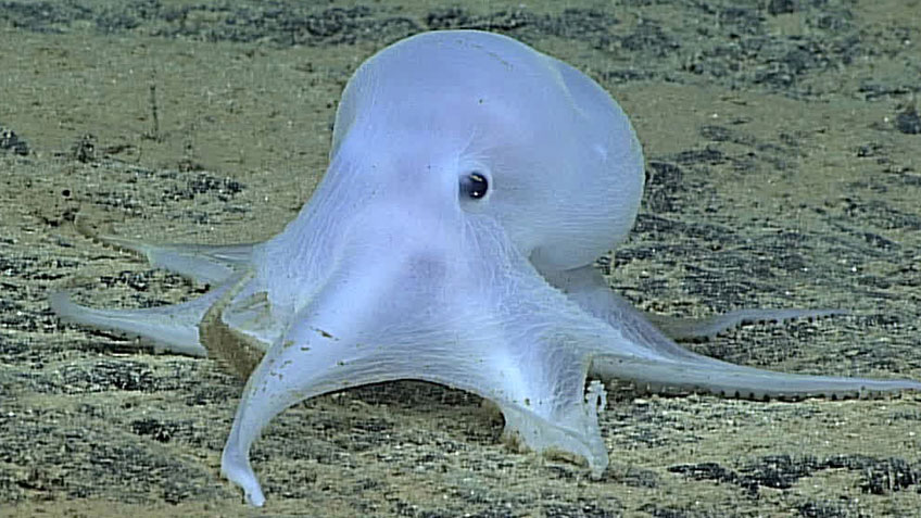 Ghostly Octopus