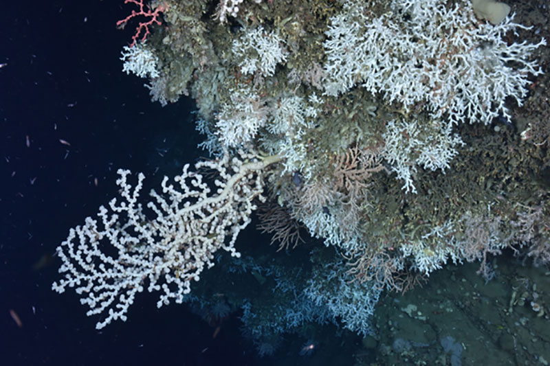 A variety of deep-sea corals found on a ledge in an unnamed canyon between Heezen and Nygren Canyons, including the stony coral <em>Lophelia pertusa</em>, a large white gorgonian <em>Paragorgia</em> (bubblegum coral) and a small red <em>Paragorgia</em> (upper left), and the gorgonian <em>Primnoa</em> (orange, center).