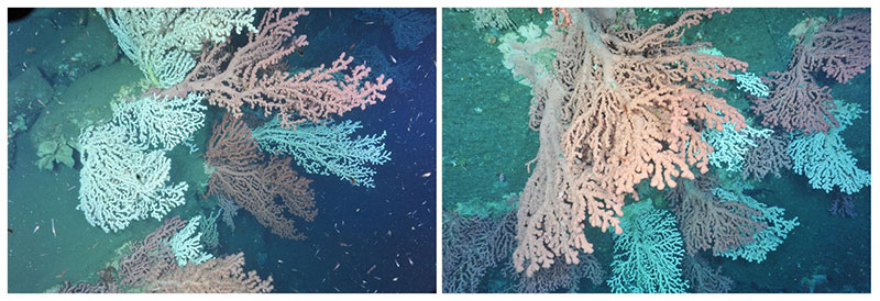 Beautiful coral gardens, dominated by the bubblegum coral <em>Paragorgia arborea</em>, were observed in Heezen Canyon (left) in U.S waters and Corsair Canyon on the Canadian side of the border. Large aggregations, especially of such large-sized (greater than one meter) colonies, of bubblegum coral in both canyons were amazing findings of this earlier (2014) expedition. Observations such as these contribute to our understanding of distributions and abundances of species, as well as providing clues to the level of population connectivity of organisms among canyons.