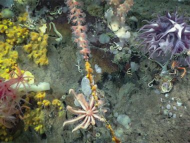 Close-up view of a diverse assemblage documented on dive 1 inside the Gully Canyon, including bamboo corals, zoanthids, encrusting demosponges, hydroids, an anemone, a Freyella elegans seastar, and a squat lobster.