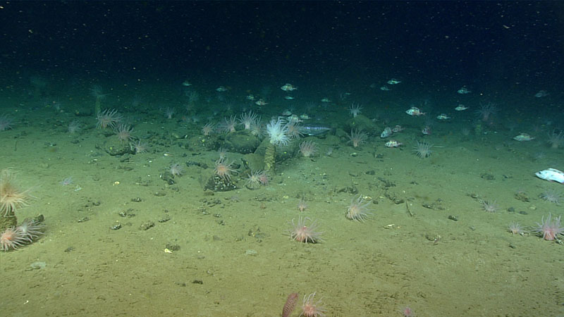 Dense aggregation of anemones, blackbelly rosefish, and seapens around a field of glacial dropstones, as seen on the third dive of Deep Connections 2019 expedition.