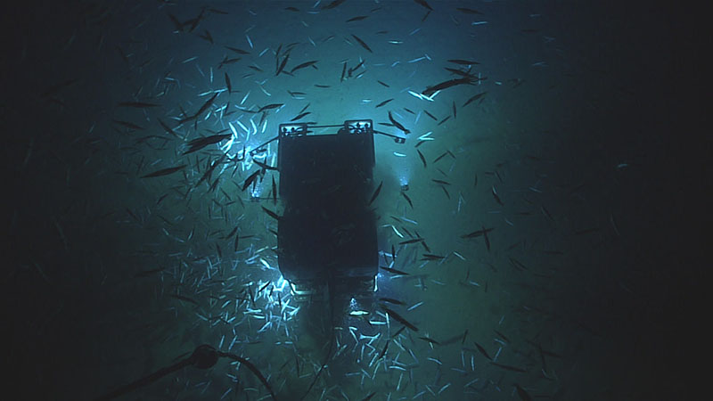 Swarms of shortfin squid feeding on krill surround the ROV Deep Discoverer during its descent of the third dive of Deep Connections 2019 expedition.
