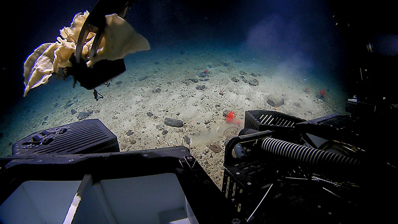 ROV pilots control the ROV's manipulator arms from onboard the vessel. Here they control the arm to gently grab a sample of a leafy demosponge to bring back to the ship. The sponge is placed in the sample collection box on the front of the ROV for safe transport to the surface.