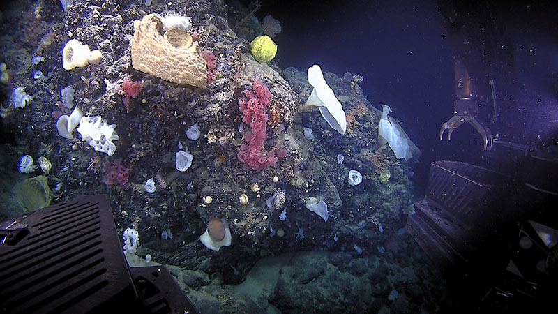 A large diversity of corals and sponges were seen on dive 9 of the Deep Connections 2019 expedition on Retriever Seamount.
