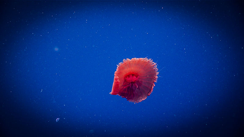 This dusky red jelly, Poralia sp., is a common sight during midwater transects. This image was captured during dive 10 of the Deep Connections 2019 expedition.