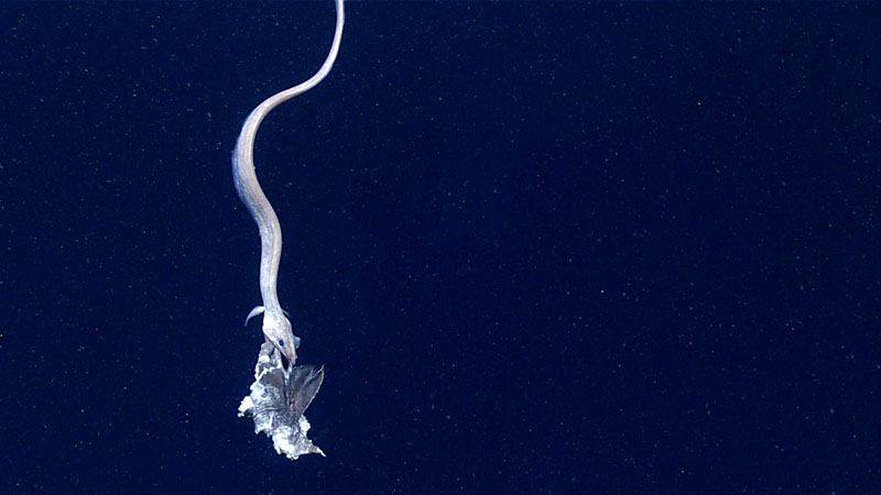 Cutthroat eel (Synaphobranchus affinis) feeding on a piece of fish during the final dive of the Deep Connections 2019 expedition.