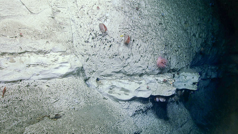 A fault in a rockface observed during the final dive of the Deep Connections 2019 expedition. Harder carbonate rock was more frequently overgrown by organisms compared to the softer interceding areas.