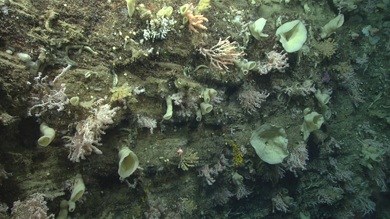 Dense deep-sea coral and sponge community observed on a sheer wall during dive 5 of Deep Connections 2019 expedition.