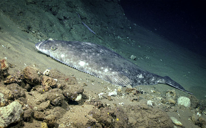 A large endangered Atlantic Halibut (Hippoglossus hippoglossus) seen resting on the seafloor during dive 5 of Deep Connections 2019 expedition.