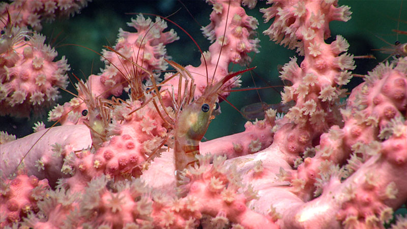 Striped shrimp seen on a bubblegum coral during dive 5 of Deep Connections 2019 expedition.