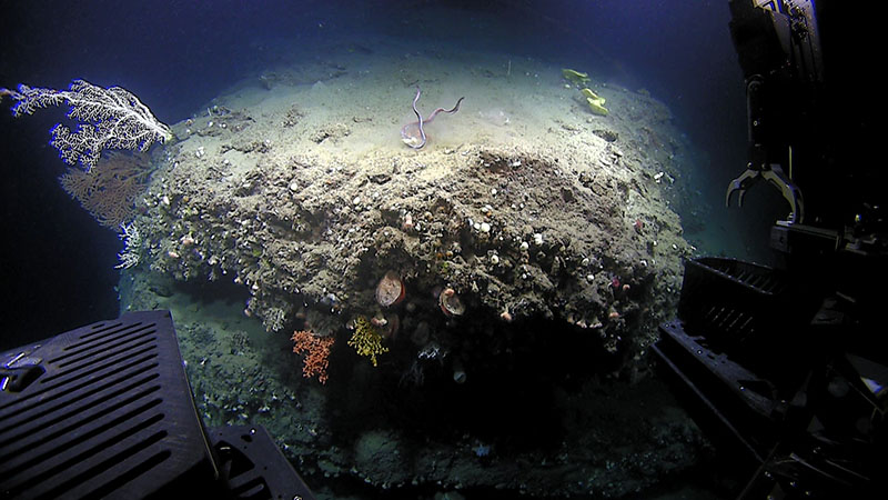 Two cutthroat eels (Synaphobranchus gracilis), top and center, struggle over a piece of short-finned squid, as seen during dive 6 of Deep Connections 2019 expedition.