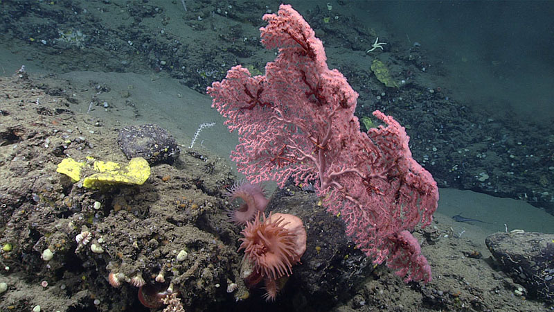 Large bubblegum coral (Paragorgia sp.) with a number of snakestar (Euryalida) associates in its branches, seen during dive 6 of Deep Connections 2019 expedition.