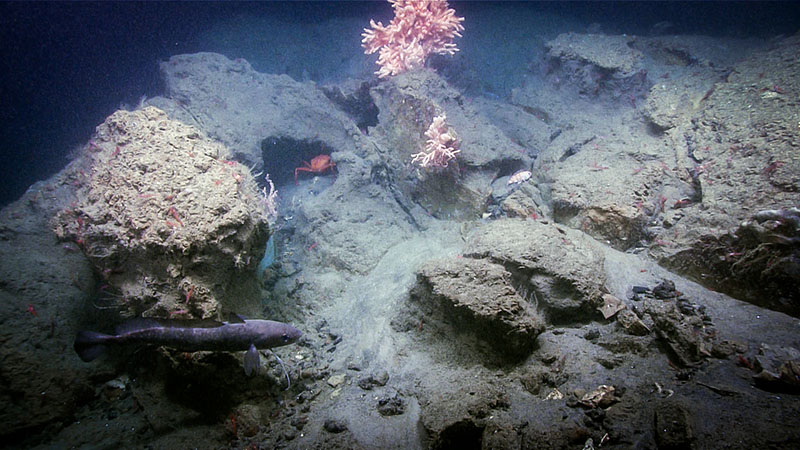 Considerable turbidity was present throughout the dive 7 of the Deep Connections 2019 expedition dive on Oceanographer Canyon. Some corals and sponges were observed on the most prominent features, like these primnoid corals.