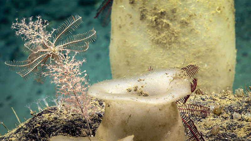 A wide diversity of sponges and corals were seen on dive 8 of Deep Connections 2019 expedition, which took place in the Northeast Canyons and Seamounts Marine National Monument.