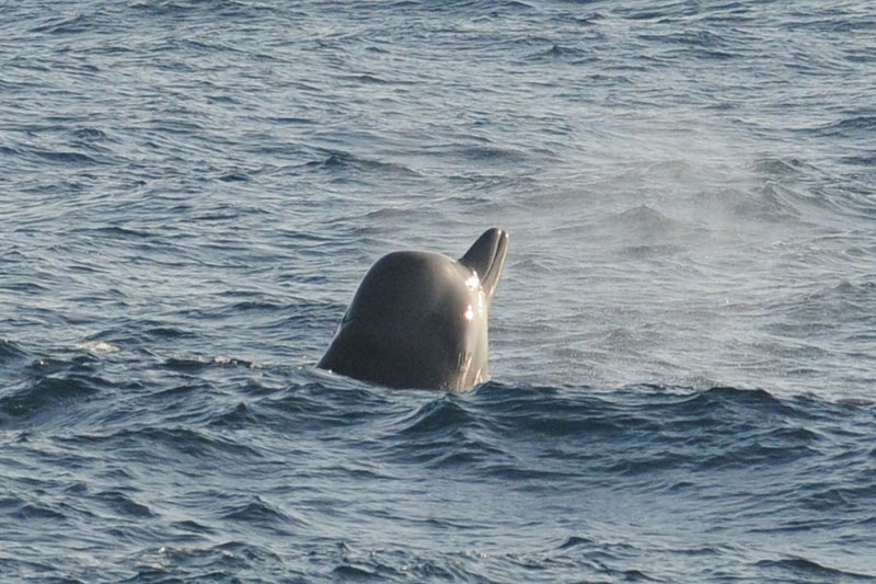 Northern bottlenose whale in the Gully Marine Protected Area.
