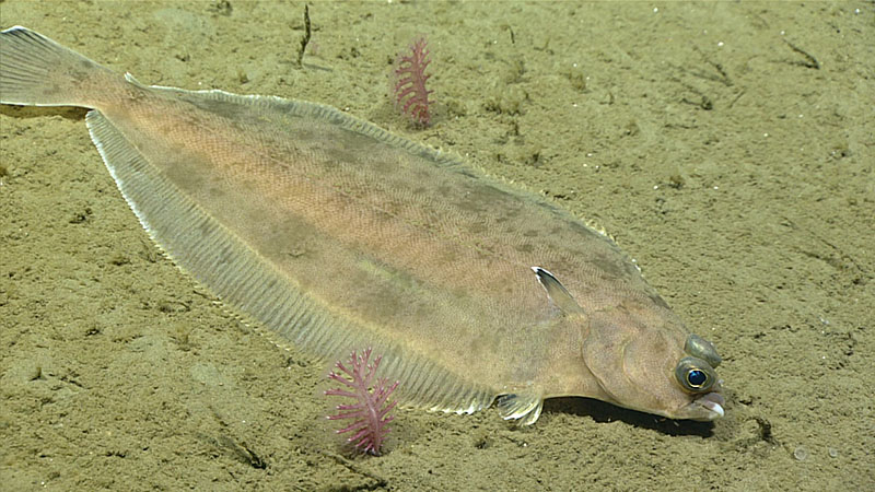 A flounder among sea pens, as seen during the third dive of Deep Connections 2019.