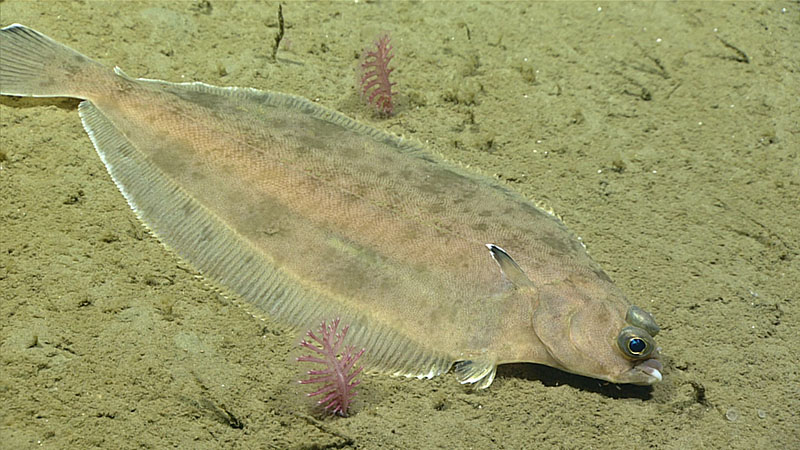 A flounder among sea pens, as seen during the third dive of Deep Connections 2019.