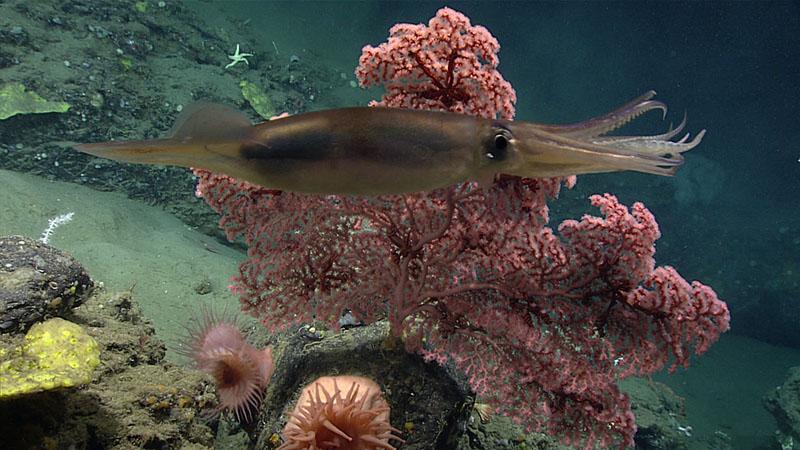 A shortfin squid swims by a large coral during a dive on Kinlan Canyon, the sixth dive site of Deep Connections 2019.