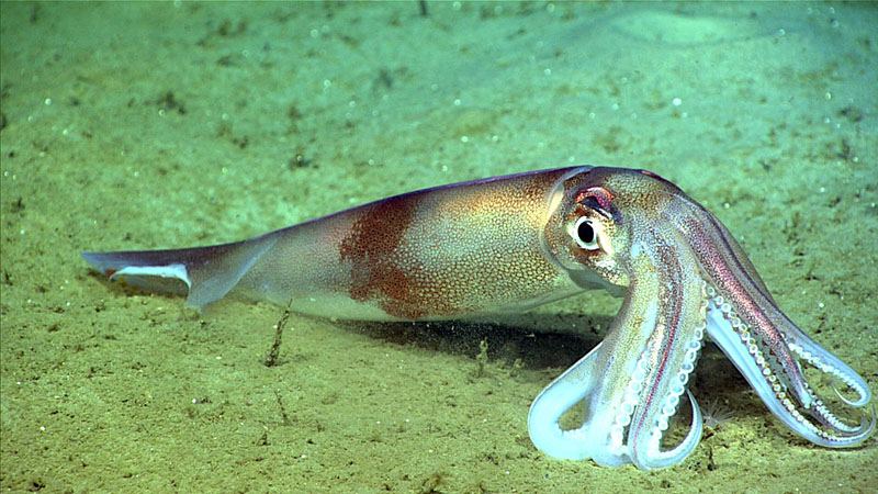 A Northern shortfin squid with a large bite out of one of its fins, sitting on the seafloor. Several squid with such bite marks were observed during dive 3 of the Deep Connections 2019 expedition.