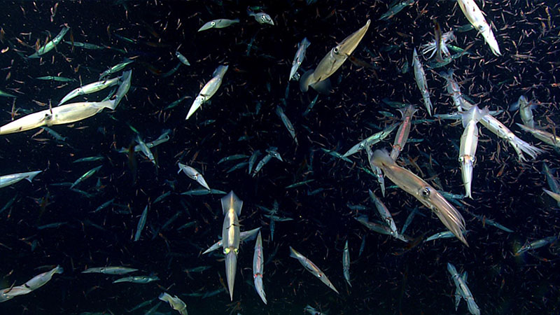 Northern shortfin squid (Illex illecebrosus) actively feeding on a large swarm of crustaceans during dive 3 of the Deep Connections 2019 expedition.