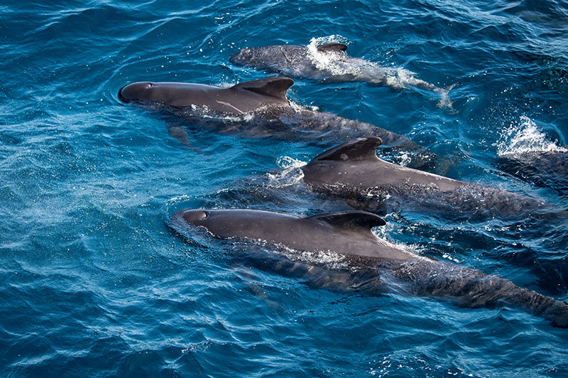 A pod of pilot whales captured on camera by our video team near the first ROV dive site of the Deep Connections 2019 expedition at the Gully Marine Protected Area.