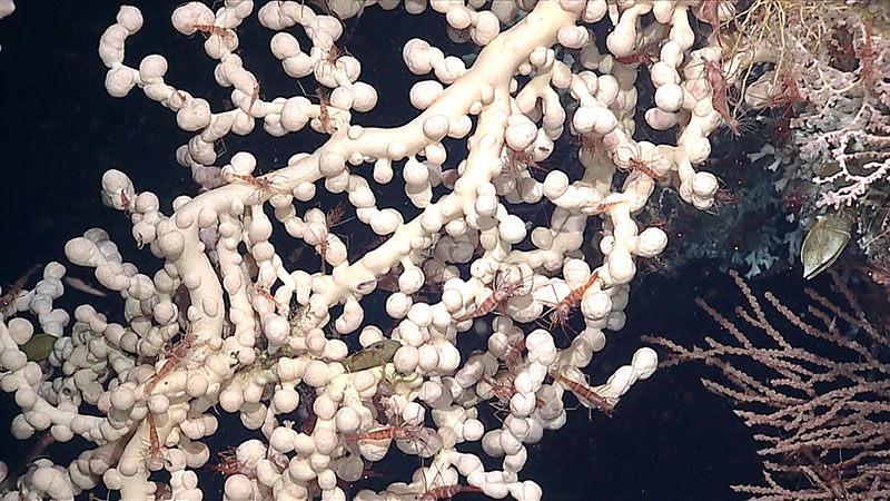 Many species of corals and sponges can be found in Kinlan Canyon, including bubblegum coral (Paragorgia arborea), a species of particular interest to Brian.