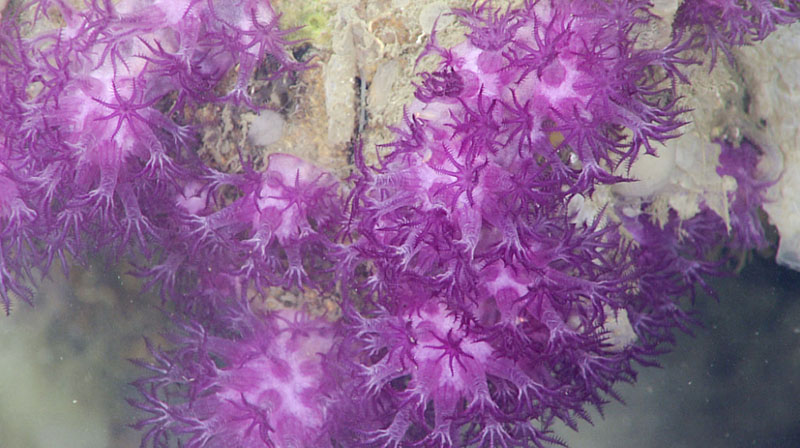 Clavularia, here seen during dive 6 of Deep Connections 2019, is a stoloniferous octocoral that grows in ribbons and mats over rock or skeletons of coral or sponges. The purple color is due to a pigment in the soft tissue and the white is reflections from sclerites.