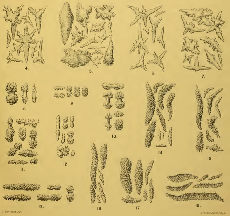 A figure from a taxonomic monograph published in 1909 shows hand drawings of sclerite variation among 15 species of octocorals from the Indian Ocean. Identification of most octocoral species comes down to this level of microscopic detail.