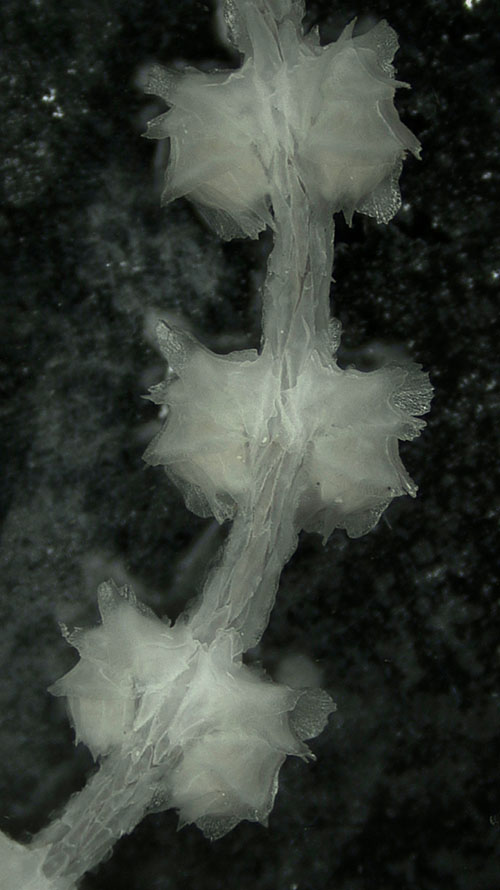 A fragment of a Primnoidae colony (genus Narella) under a microscope showing three pairs of polyps. The polyps, curled downward against the main axis, are encased in plate-like sclerites.