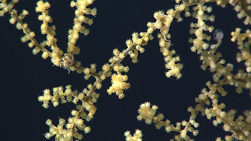 Spiny sclerites on an Acanthogorgia octocoral give the polyps a pin cushion-like appearance. The coiled pink spiny arms belong to ophiuroid brittle stars that live on the coral.