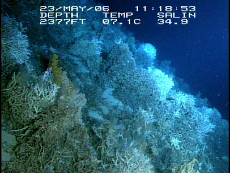 This high density cold-water coral reef is dominated by Lophelia pertusa. It thrives on the flank of a cold-water coral mound in the Straits of Florida named the “Matterhorn.” Patches of sediments that make up the mound are exposed with large reef structures composed of live and dead corals. Image courtesy of the Johnson-Sea-Link II and the NOAA Office of Ocean Exploration and Research.