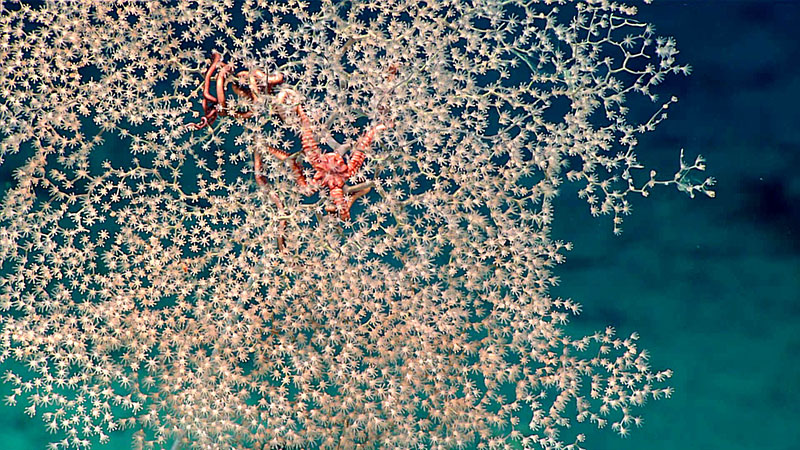 Ophiuroid brittle stars hang in the branches of a coral. Image courtesy of the NOAA Office of Ocean Exploration and Research, Windows to the Deep 2018.