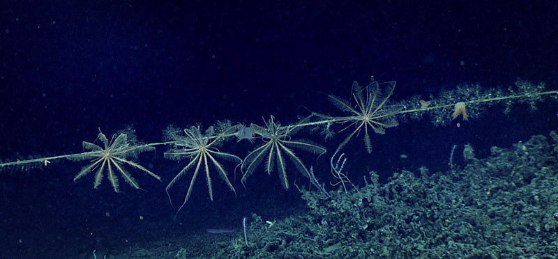 Along the top ridge during Dive 01 of the 2019 Southeastern U.S. Deep-sea Exploration expedition, we found an area with standing dead coral and a ghost net. Approximately five crinoids (Zenometra columnaris), which may represent a new subspecies, were on the rope leading from the net.