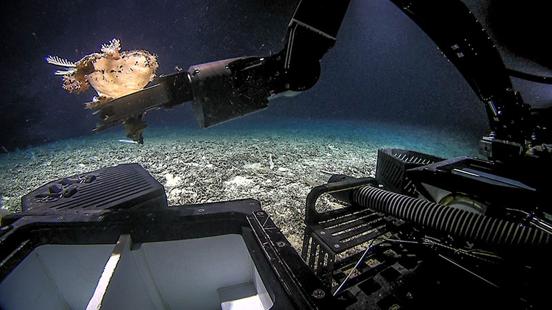 Pilots on board NOAA Ship Okeanos Explorer guide ROV Deep Discoverer’s manipulator arms to grab a sample of a sponge (porifera) and its associates during Dive 01 of the 2019 Southeastern U.S. Deep-sea Exploration. 