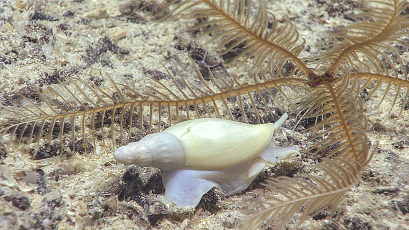 This snail (neogastropod) and feather star (crinoid) pair were spotted during Dive 01 of the 2019 Southeastern U.S. Deep-sea Exploration.