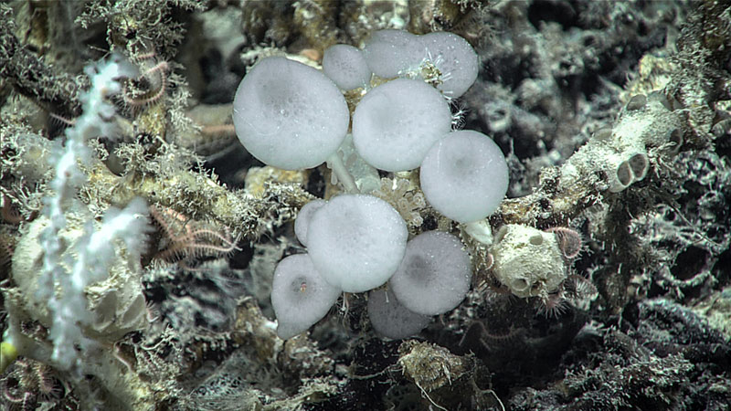 Sponges are home to lots of other invertebrates, which makes them very important to the community. This glass sponge (Sympagella nux) was seen during Dive 01 of the 2019 Southeastern U.S. Deep-sea Exploration expedition.