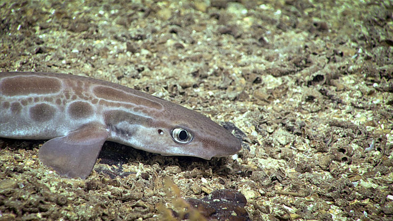 This marbled catshark (Galeus arae) was observed during Dive 08 of the 2019 Southeastern U.S. Deep-sea Exploration.