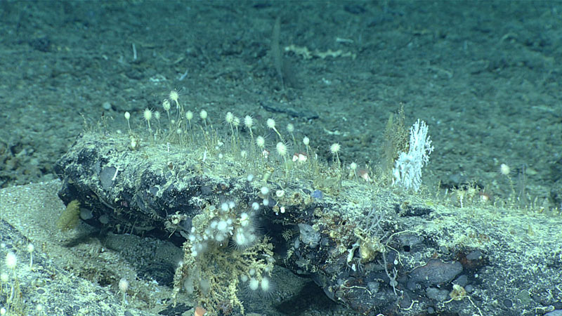 During Dive 08 of the 2019 Southeastern U.S. Deep-sea Exploration, we collected three carnivorous sponges that may be previously unknown species. Two of them (the “lollipops” and the white “puff balls”) are shown here.