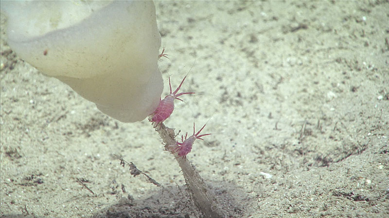 Seen here during Dive 09 of the 2019 Southeastern U.S. Deep-sea Exploration, some amphipods (Amathillopsidae) perched on the spicules of a glass sponge (Hyalonema).