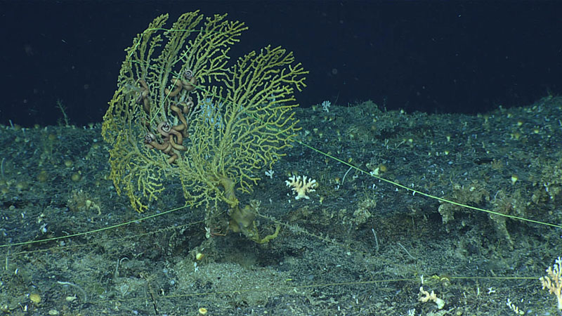 Fishing line, both old and new, as seen entangled on this fan coral, was prevalent throughout Dive 10 of the 2019 Southeastern U.S. Deep-sea Exploration.