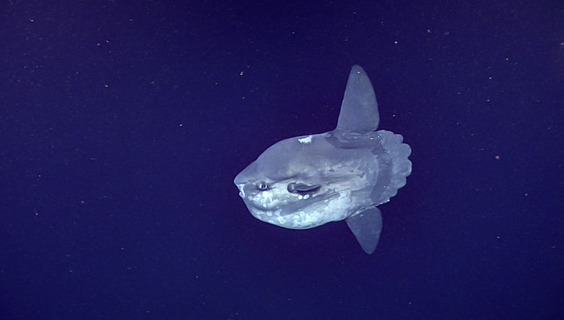 A visit from this ocean sunfish (Mola mola) was one of the highlights of Dive 10 of the 2019 Southeastern U.S. Deep-sea Exploration for the scientists and our followers on social media.