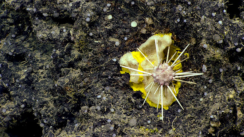 Among a number of unexpected sights during Dive 10 of the 2019 Southeastern U.S. Deep-sea Exploration was this pencil sea urchin on top of a glass sponge on top of a demosponge (Verongiida).